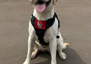 Lilu (7), anjing betina jenis German Sepherd, menjadi andalan Polri dalam mengungkap kasus kejahatan.