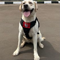 Lilu (7), anjing betina jenis German Sepherd, menjadi andalan Polri dalam mengungkap kasus kejahatan.