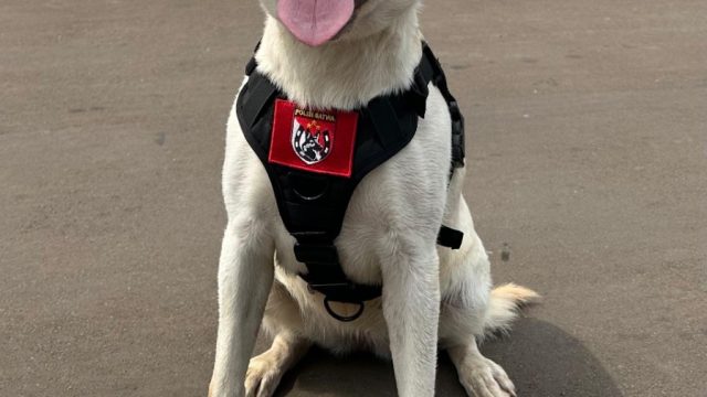 Lilu (7), anjing betina jenis German Sepherd, menjadi andalan Polri dalam mengungkap kasus kejahatan.