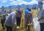 Irwasda Pimpin Panen Raya Jagung di Perkebunan Wawo Tomohon