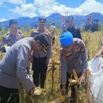 Irwasda Pimpin Panen Raya Jagung di Perkebunan Wawo Tomohon