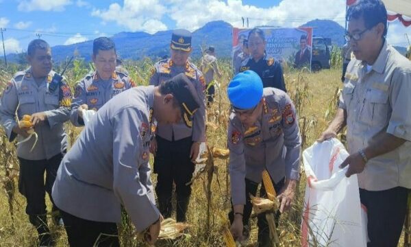 Irwasda Pimpin Panen Raya Jagung di Perkebunan Wawo Tomohon