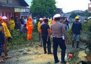 Cuaca ekstrem berupa hujan deras dan angin kencang yang mengguyur wilayah Kota Kotamobagu pada Senin (20/04/2026) memicu terjadinya pohon tumbang.