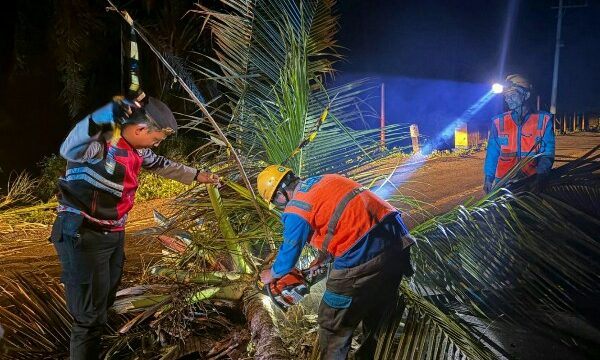 Respons cepat ditunjukkan personel Samapta Polres Bolaang Mongondow Selatan saat melakukan evakuasi pohon kelapa tumbang yang menutup badan jalan di Desa Tabilaa, ruas jalan Pinolosian–Molibagu, Senin malam (18/5/2026) sekitar pukul 23.30 Wita.