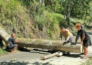 Personel Polsek Passi bergerak cepat menangani pohon tumbang yang menutup akses jalan utama antar-desa di Kecamatan Bilalang, Kabupaten Bolaang Mongondow, Kamis pagi (21/5/2026).
