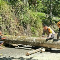 Personel Polsek Passi bergerak cepat menangani pohon tumbang yang menutup akses jalan utama antar-desa di Kecamatan Bilalang, Kabupaten Bolaang Mongondow, Kamis pagi (21/5/2026).