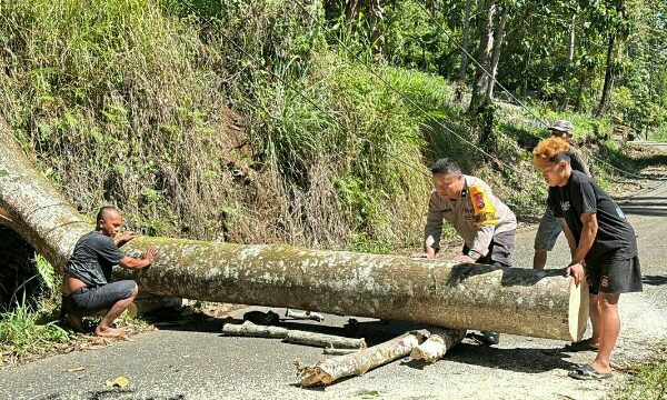 Personel Polsek Passi bergerak cepat menangani pohon tumbang yang menutup akses jalan utama antar-desa di Kecamatan Bilalang, Kabupaten Bolaang Mongondow, Kamis pagi (21/5/2026).