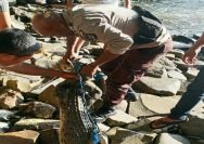 Kemunculan seekor buaya di kawasan pesisir Kampung Makalekuhe, Kecamatan Tamako, Kabupaten Kepulauan Sangihe, membuat warga yang tinggal maupun beraktivitas di sekitar pantai merasa resah.