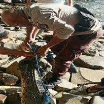 Kemunculan seekor buaya di kawasan pesisir Kampung Makalekuhe, Kecamatan Tamako, Kabupaten Kepulauan Sangihe, membuat warga yang tinggal maupun beraktivitas di sekitar pantai merasa resah.