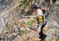 Kebakaran melanda lahan perkebunan Los dan Tambelang di Desa Mome, Kecamatan Bintauna, Kabupaten Bolaang Mongondow Utara (Bolmong Utara), Selasa (15/9/2026) pagi.